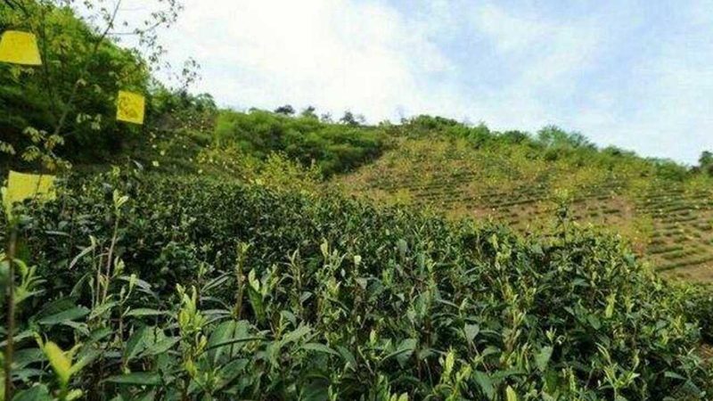 智慧农业种植系统定制方案：打造高效可持续的农田生态