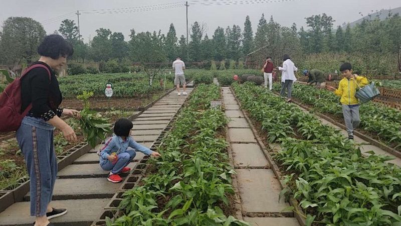 水果种植：如何挑选利润高的品种**
