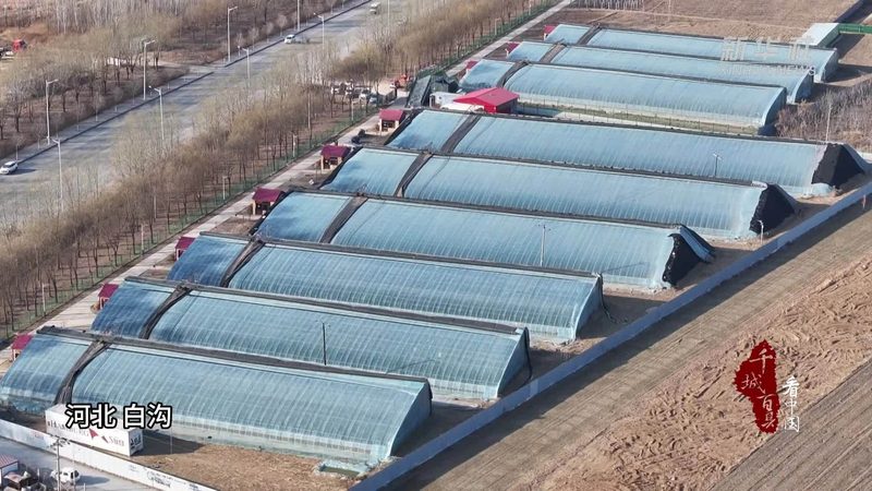 目前市场上桃树专用肥种类繁多，主要包括以下几种：