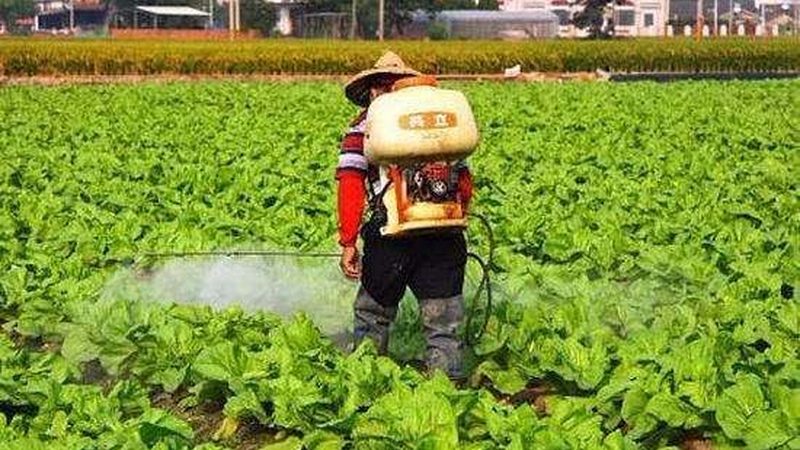 温室大棚骨架材料：如何选择更优方案
